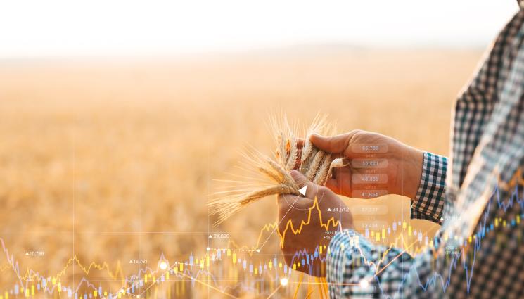 зърно цени - Агро Телеграф: Цените на зърното отново поеха нагоре