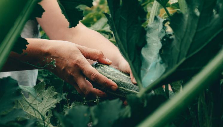 тиквички - Агро Телеграф: Замразяваме тиквичките без бланширане