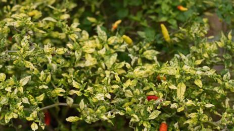 пипер чушки