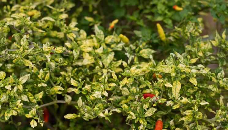 пипер чушки - Агро Телеграф: Пиперът пожълтява, причина може да е влагата