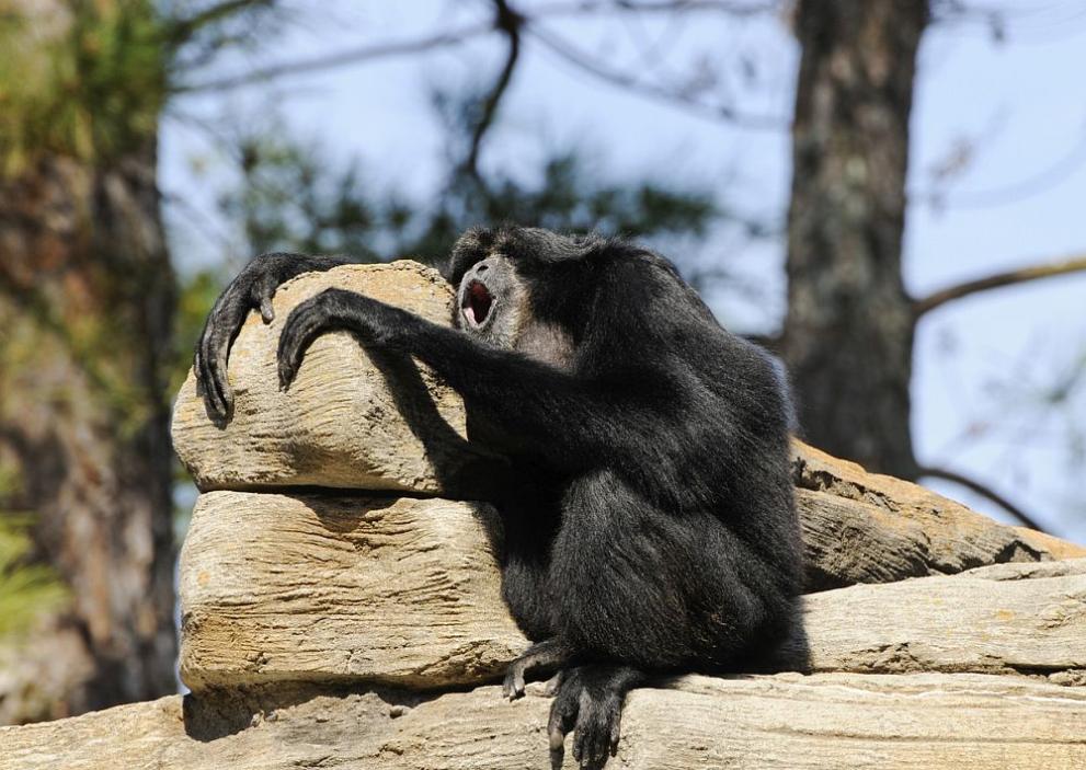 Сиамангите Блу и Пико в Софийския зоопарк се забавляват със