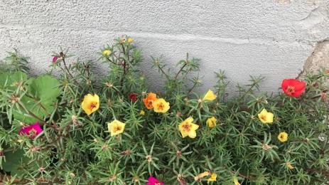 Калдъръмче