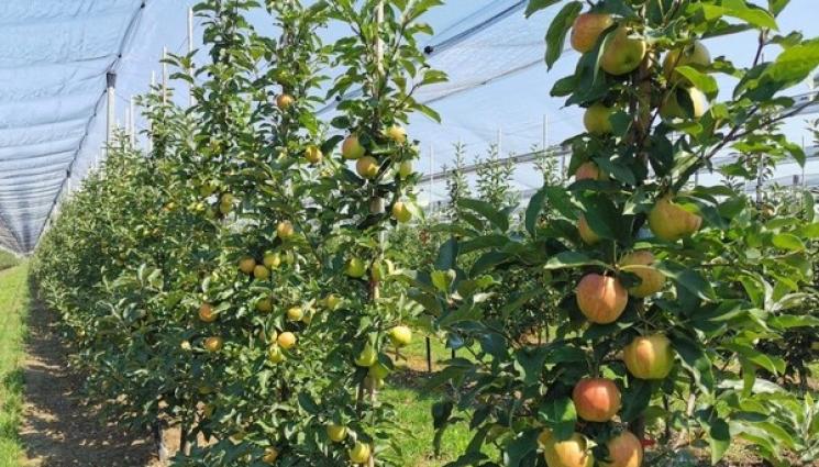 ябълки - Агро Телеграф: Унгария се готви за най-бедната реколта ябълки