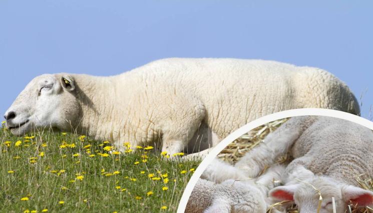 овце - ЧУМАТА ВЪВ ВЕЛИНГРАД: ЕК настоява за незабавно ликвидиране на огнището!