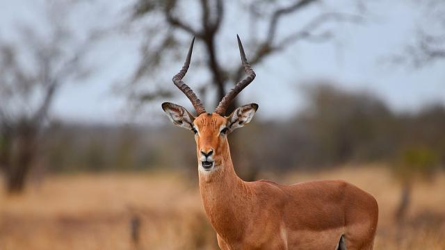 Антилопа прободе до смърт служител в зоопарк в Швеция