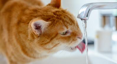 котка пие вода