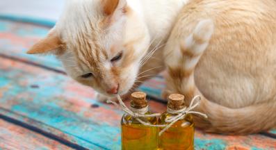 котка души масло