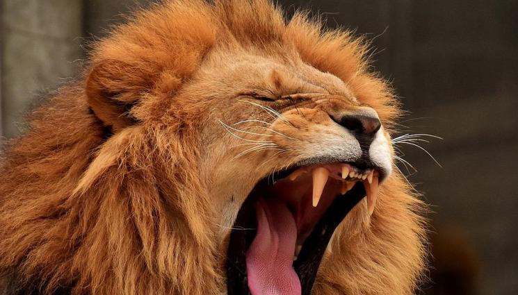 лъв - 7-годишно оцеля пет дни в резерват с лъвове!
