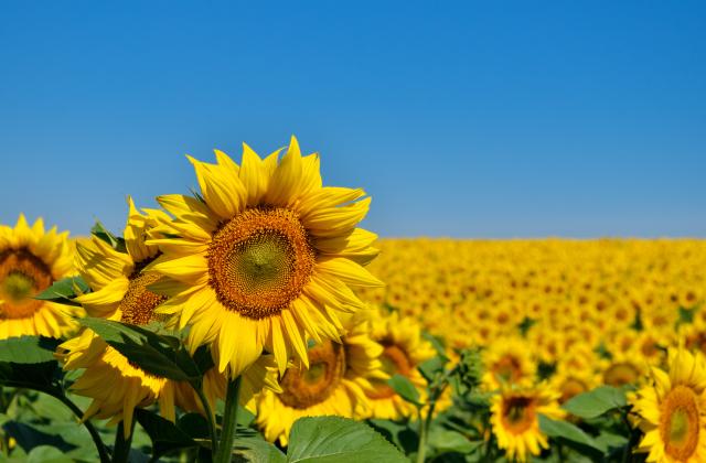 От днес започва приемът на заявления за подпомагане на земеделците,