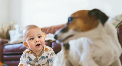 куче и бебе