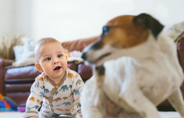 куче и бебе