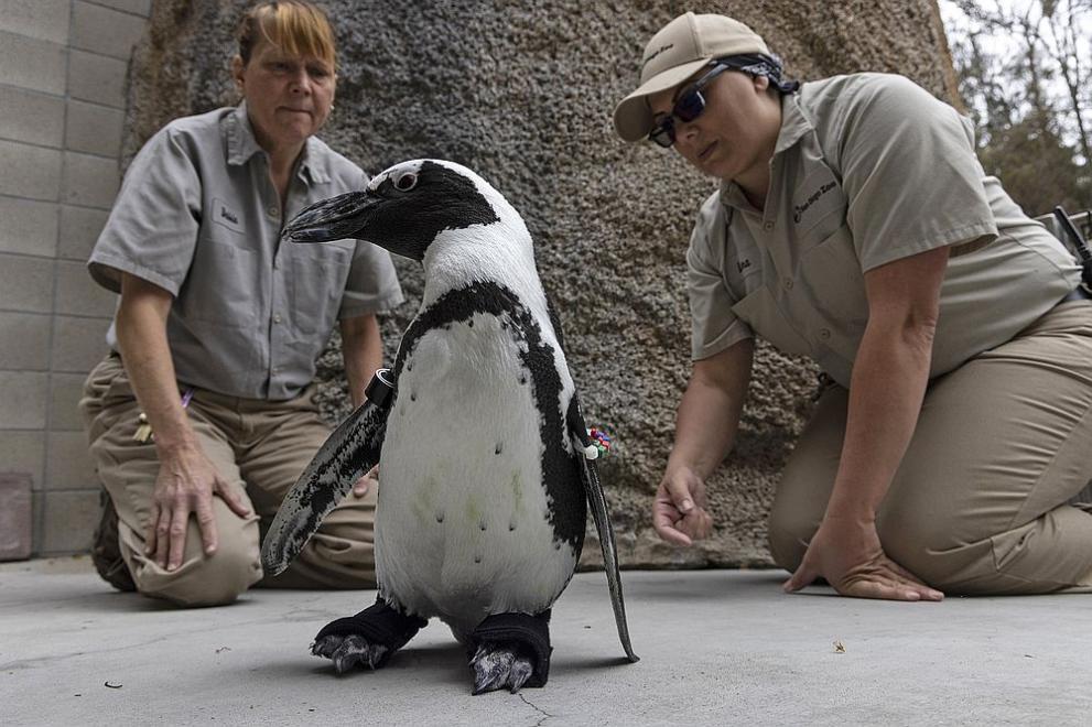Африкански пингвин от зоопарка в Сан Диего се сдоби с