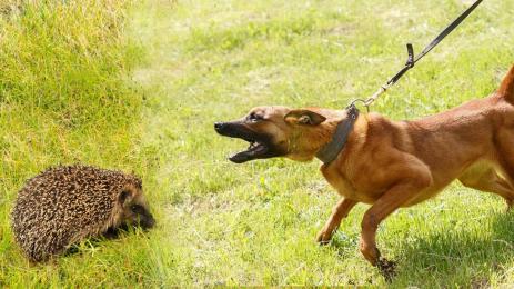 таралеж лов бракониери