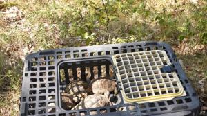 РИОСВ Плевен конфискува костенурки от защитен вид съобщиха от екоинспекцията На
