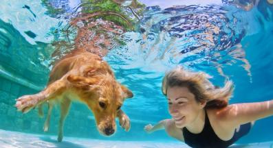 куче гмуркане