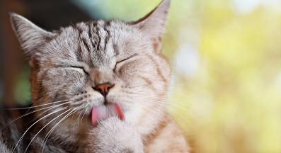 котка се ближе