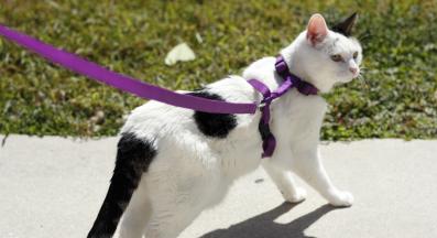 котка каишка