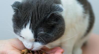 Котка суха храна