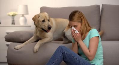 куче кихане