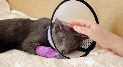 Котка превързана лапа