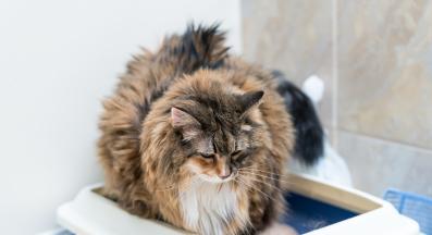 Котка тоалетна