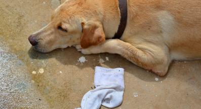 куче чорапи