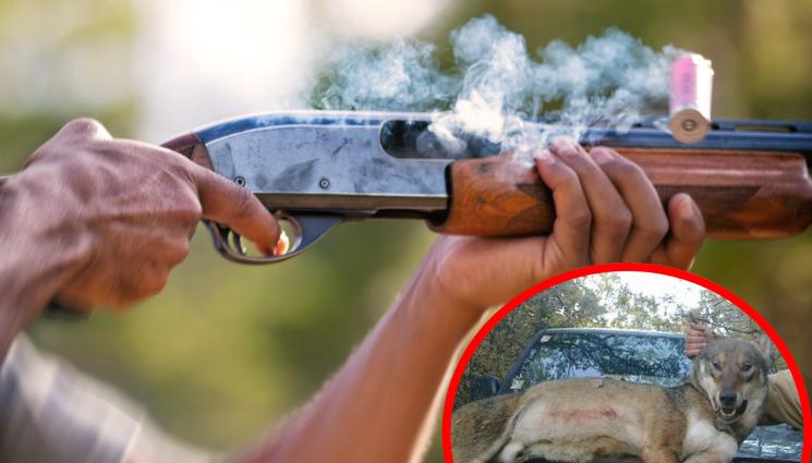 лов вълци - Глобяват авджии, ако не гръмнат Кумчо Вълчо