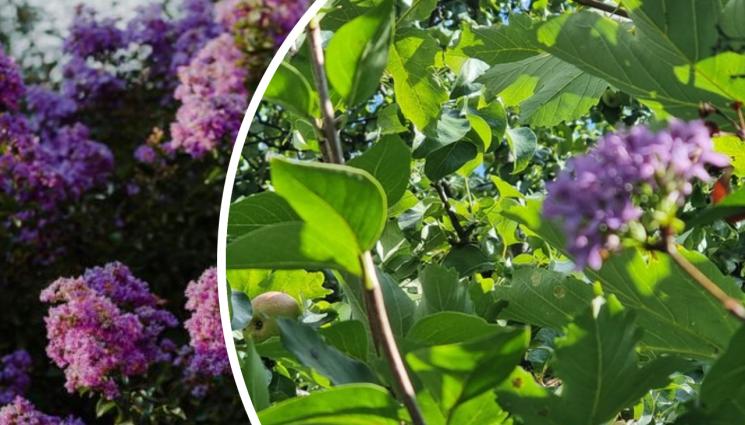 люляк - КАТО НАЛЪМИТЕ: Люляк цъфна през септември!