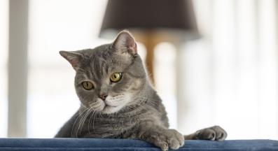 Домашна котка