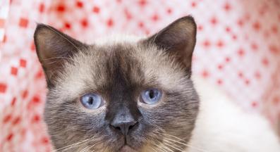 Коте с инфекция