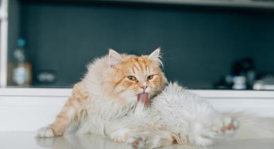 Котка се мие