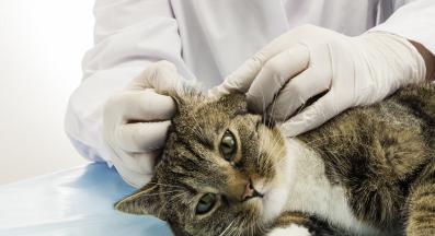 Котка ветеринар