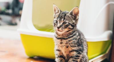 Котка котешка тоалетна