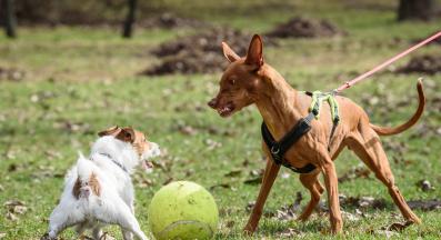 малки кучета