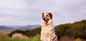 Полезни съвети, които ще направят походите в планината с кучето ви още по-приятни!