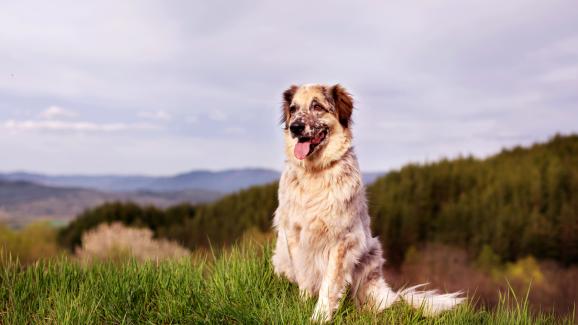 5 неща, които да сложите в раницата на планински поход с кучето си