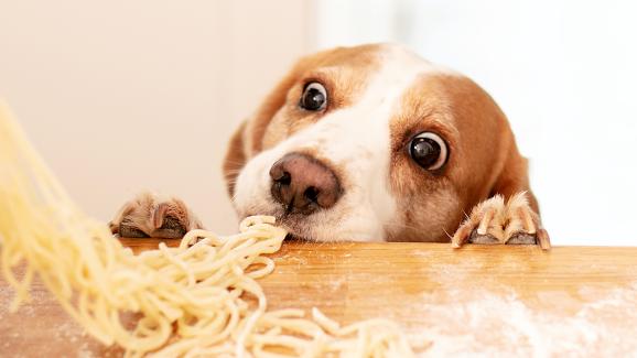 Безопасно ли е за кучето ни да яде спагети или друг вид паста