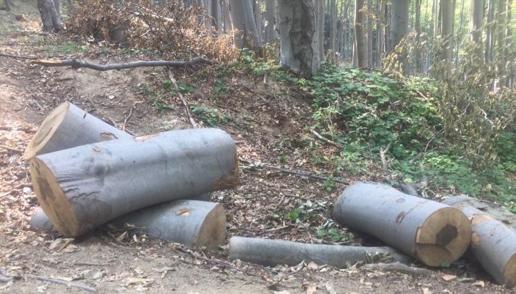 дърва - Агро Телеграф: Бедните получават с предимство дърва