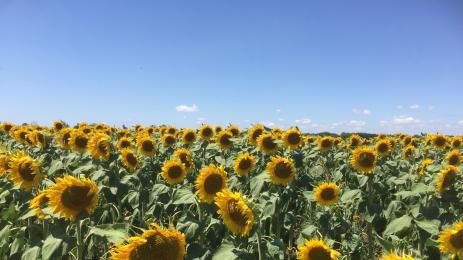 слънчоглед