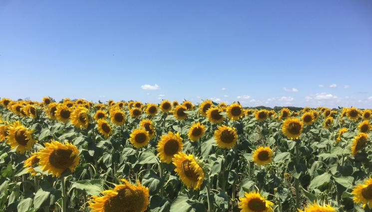 слънчоглед - Агро Телеграф: Реколтата богата, но по-слаба от миналата есен