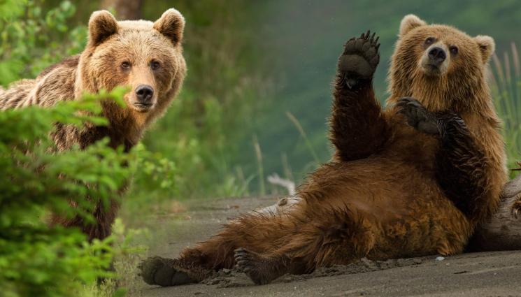 мечки - ОЧИТЕ НА ЧЕТИРИ! Броят на мечките расте