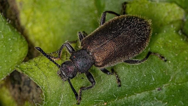 Бръмбарите имат набор от приятелски микроби, които им помагат да бъдат здрави