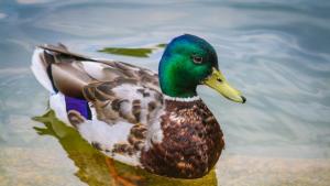 Млади патета от вида зеленоглава патица бяха пуснати в днешния