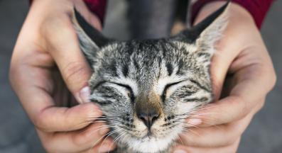 Жена гали котка