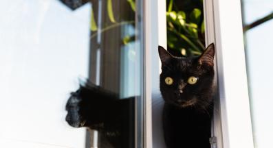 Котка бяга от вкъщи