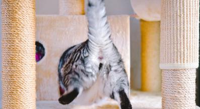 Котка задна част