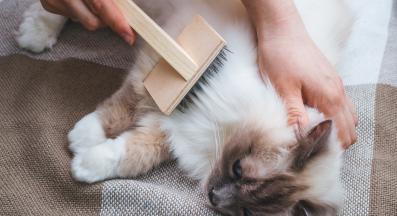 Разресване на котка