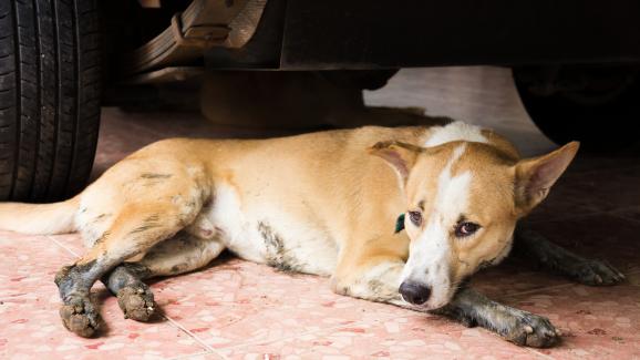 5 знака, че осиновеното ви куче може би е преживяло насилие