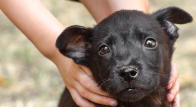 oсиновено куче