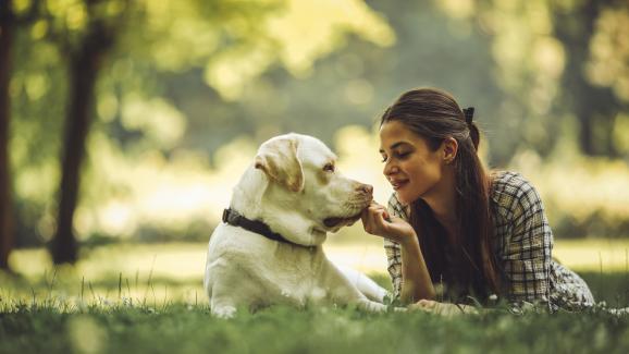 5 навика на отговорните стопани на кучета
